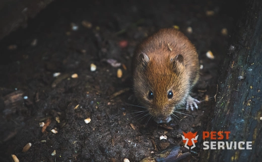 Дератизация в Полевском